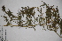  ( - DFC017)  @11 [ ] CreativeCommons - Attribution (2014) Aisha Tahir Centre for Biodiversity Genomics