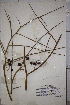  ( - DGC007)  @11 [ ] CreativeCommons - Attribution (2014) Aisha Tahir Centre for Biodiversity Genomics