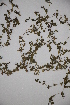  ( - DGC049)  @11 [ ] CreativeCommons - Attribution (2014) Aisha Tahir Centre for Biodiversity Genomics