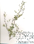  (Acacia jacquemontii - DGC004)  @11 [ ] CreativeCommons - Attribution (2014) Aisha Tahir Centre for Biodiversity Genomics