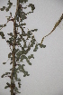  ( - DFC000)  @11 [ ] CreativeCommons - Attribution (2014) Aisha Tahir Centre for Biodiversity Genomics