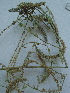  ( - bal15A)  @11 [ ] CreativeCommons - Attribution Non-Commercial Share-Alike (2015) Unspecified University of Agriculture Faisalabad-Pakistan