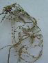  ( - bal15B)  @11 [ ] CreativeCommons - Attribution Non-Commercial Share-Alike (2015) Unspecified University of Agriculture Faisalabad-Pakistan