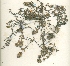  (Mentha royleana - swat22)  @11 [ ] CreativeCommons - Attribution Non-Commercial Share-Alike (2015) Unspecified University of Agriculture Faisalabad-Pakistan