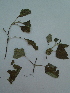  ( - bal20)  @11 [ ] CreativeCommons - Attribution Non-Commercial Share-Alike (2015) Unspecified University of Agriculture Faisalabad-Pakistan