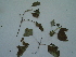  ( - bal20)  @11 [ ] CreativeCommons - Attribution Non-Commercial Share-Alike (2015) Unspecified University of Agriculture Faisalabad-Pakistan