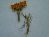  ( - bal06)  @11 [ ] CreativeCommons - Attribution Non-Commercial Share-Alike (2015) Unspecified University of Agriculture Faisalabad-Pakistan
