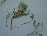  (Ajugoideae - Quet666)  @11 [ ] CreativeCommons - Attribution Non-Commercial Share-Alike (2015) Unspecified University of Agriculture Faisalabad-Pakistan