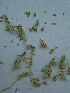  (Tribuloideae - DFC063)  @11 [ ] CreativeCommons - Attribution Non-Commercial Share-Alike (2015) Unspecified University of Agriculture Faisalabad-Pakistan