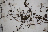  ( - DGC047)  @11 [ ] CreativeCommons - Attribution Non-Commercial Share-Alike (2015) Unspecified University of Agriculture Faisalabad-Pakistan