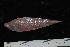  (Cynoglossus monopus - SP-173-1)  @11 [ ] CreativeCommons  Attribution Share-Alike (2019) Unspecified Universiti Sains Malaysia