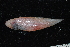  (Cynoglossus oligolepis - SP-175-1)  @11 [ ] CreativeCommons  Attribution Share-Alike (2019) Unspecified Universiti Sains Malaysia