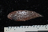  (Cynoglossus cf. cynoglossus - SP-172-1)  @11 [ ] CreativeCommons - Attribution Share-Alike (2020) Unspecified Universiti Sains Malaysia