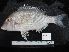  ( - SP-111-3)  @11 [ ] CreativeCommons  Attribution Share-Alike (2019) Unspecified Universiti Sains Malaysia
