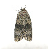  ( - ZZU.LS1)  @11 [ ] Unspecified (default): All Rights Reserved (2023) Unspecified Zhengzhou University