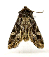  (Blepharosis paspa - ZZU.LS28)  @11 [ ] Unspecified (default): All Rights Reserved (2023) Unspecified Zhengzhou University