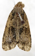  ( - ZZU.SRS3)  @11 [ ] CreativeCommons  Attribution Non-Commercial Share-Alike (2023) Unspecified University of Zhengzhou