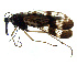  (Panorpa changbaishana - NWAFU 3G9)  @14 [ ] CreativeCommons  Attribution Non-Commercial Share-Alike (2017) Unspecified Northwest A&F University