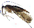  (Neopanorpa validipennis - NWAFU 8C2)  @14 [ ] CreativeCommons  Attribution Non-Commercial Share-Alike (2017) Unspecified Northwest A&F University