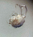  (Atractides fissus - CCDB38233 B03)  @11 [ ] CreativeCommons - Attribution Share-Alike (2021) Unspecified Department of Biology, Faculty of Sciences and Mathematics, Podgorica