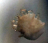  ( - CCDB38233 E02)  @11 [ ] CreativeCommons - Attribution Share-Alike (2021) Unspecified Department of Biology, Faculty of Sciences and Mathematics, Podgorica