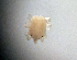  ( - CCDB38233 F01)  @11 [ ] CreativeCommons - Attribution Share-Alike (2021) Unspecified Department of Biology, Faculty of Sciences and Mathematics, Podgorica