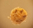 (Monatractides persicus - CCDB38233 F08)  @11 [ ] CreativeCommons - Attribution Share-Alike (2021) Unspecified Department of Biology, Faculty of Sciences and Mathematics, Podgorica