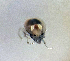  ( - CCDB38233 G04)  @11 [ ] CreativeCommons - Attribution Share-Alike (2021) Unspecified Department of Biology, Faculty of Sciences and Mathematics, Podgorica