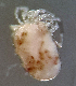  (Atractides latipalpis - CCDB 38361 G01)  @11 [ ] CreativeCommons - Attribution Share-Alike (2021) Unspecified Department of Biology, Faculty of Sciences and Mathematics, Podgorica