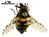 ( - CHARS00169-F08)  @13 [ ] CreativeCommons - Attribution (2019) CBG Photography Group Centre for Biodiversity Genomics