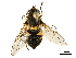  ( - CHARS00169-F09)  @13 [ ] CreativeCommons - Attribution (2019) CBG Photography Group Centre for Biodiversity Genomics