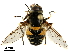  ( - CHARS00169-F10)  @13 [ ] CreativeCommons - Attribution (2019) CBG Photography Group Centre for Biodiversity Genomics