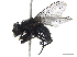  ( - CHARS00219-A05)  @11 [ ] CreativeCommons - Attribution (2019) CBG Photography Group Centre for Biodiversity Genomics