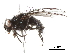  ( - CHARS00219-D12)  @11 [ ] CreativeCommons - Attribution (2019) CBG Photography Group Centre for Biodiversity Genomics