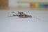  ( - AND11)  @12 [ ] Copyright (2013) Dinesh Nalage Paul Hebert Center for DNA Barcoding and Biodiversity Studies