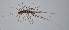  ( - AND11)  @13 [ ] Copyright (2013) Dinesh Nalage Paul Hebert Center for DNA Barcoding and Biodiversity Studies