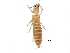  (Thrips tabaci - DC-14-051)  @15 [ ] CreativeCommons - Attribution (2015) CBG Photography Group Centre for Biodiversity Genomics