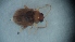  ( - DCVS-009)  @12 [ ] Copyright (2013) Unspecified Unspecified