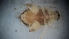  ( - DCVS-118)  @12 [ ] Copyright (2013) Unspecified Unspecified