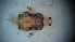  (ChrysSA sp. 45 - DCVS-120)  @12 [ ] Copyright (2013) Unspecified Unspecified