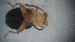  ( - DCVS-131)  @12 [ ] Copyright (2013) Unspecified Unspecified