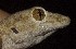  ( - FLI.0392)  @11 [ ] c  Unspecified Unspecified