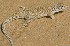  ( - FLI.0403)  @11 [ ] c  Unspecified Unspecified
