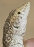  ( - FLI.0403)  @11 [ ] c  Unspecified Unspecified