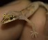  (Tropiocolotes sp. 1 - FLI.0455)  @11 [ ] c  Unspecified Unspecified