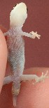  ( - FLI.0122)  @11 [ ] c  Unspecified Unspecified