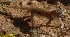  (Stenodactylus doriae - FLI.0232)  @11 [ ] c  Unspecified Unspecified