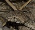  ( - FLI.0294)  @11 [ ] c  Unspecified Unspecified