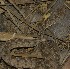  ( - FLI.0294)  @11 [ ] c  Unspecified Unspecified