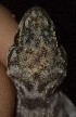  ( - FLI.0309)  @11 [ ] c  Unspecified Unspecified